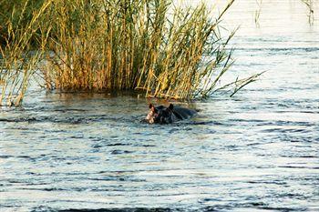 Divava Okavango Resort And Spa Bagani Exterior photo